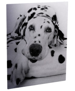 ChromaLuxe: Plaque Aluminium transparente  Brillant